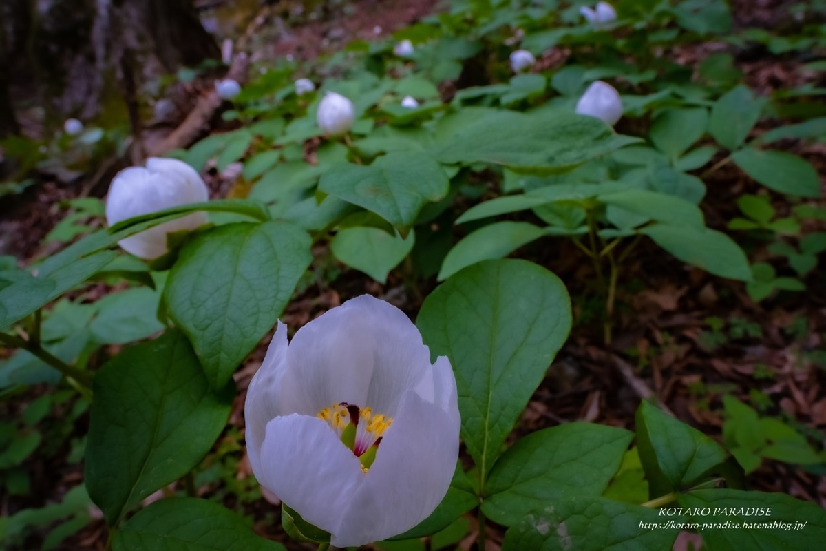 f:id:KOTARO-PARADISE:20210426184052j:plain