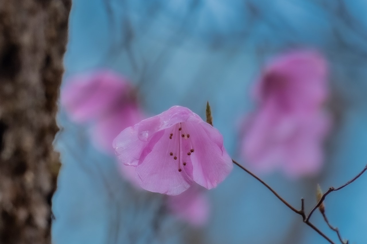 f:id:KOTARO-PARADISE:20210502202506j:plain