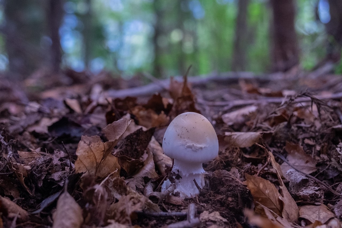 f:id:KOTARO-PARADISE:20210927173857j:plain