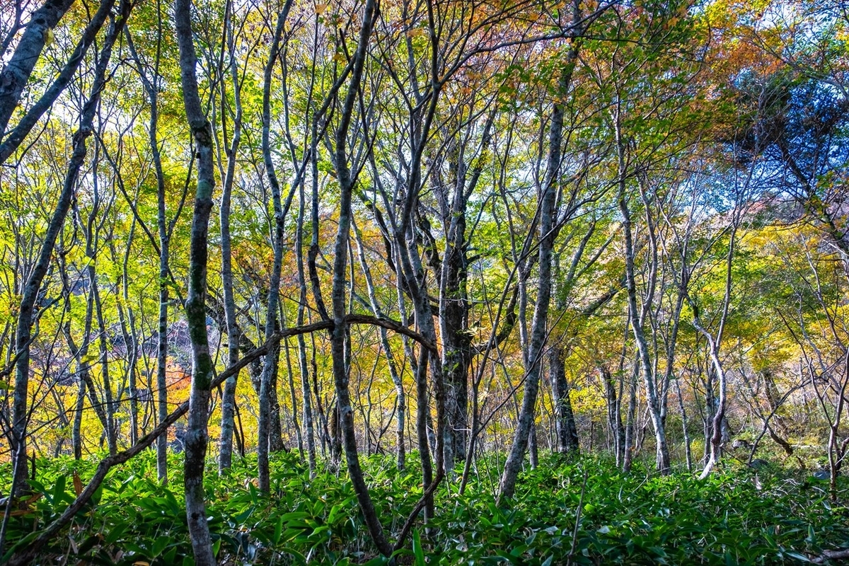 f:id:KOTARO-PARADISE:20211011222616j:plain