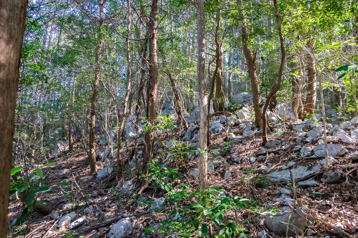 f:id:KOTARO-PARADISE:20220227100325j:plain