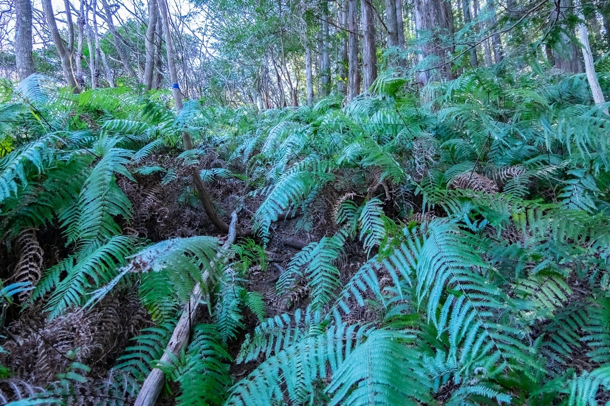 f:id:KOTARO-PARADISE:20220227100344j:plain