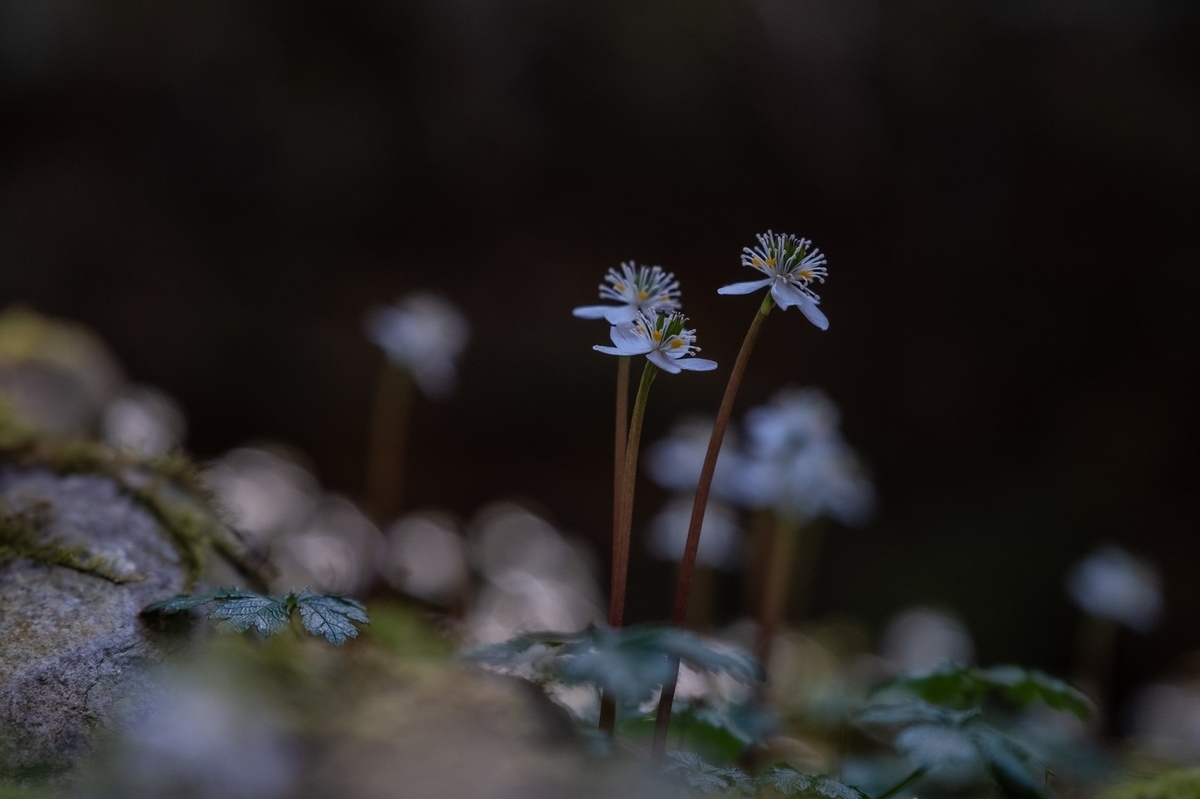 f:id:KOTARO-PARADISE:20220306204321j:plain