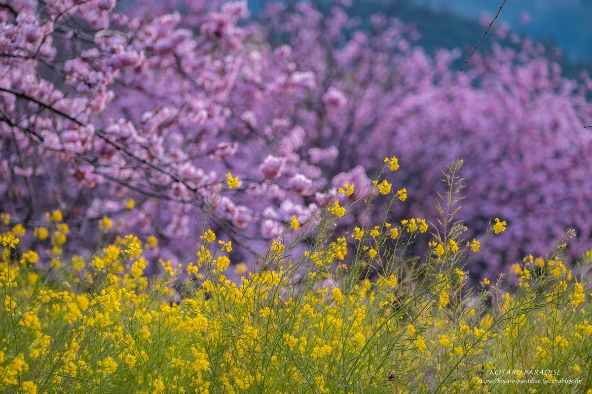 f:id:KOTARO-PARADISE:20220309221453j:plain