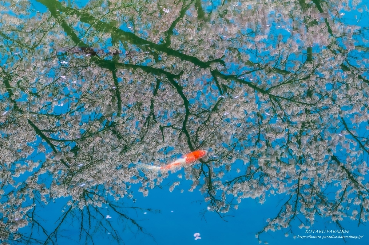 f:id:KOTARO-PARADISE:20220405104644j:plain