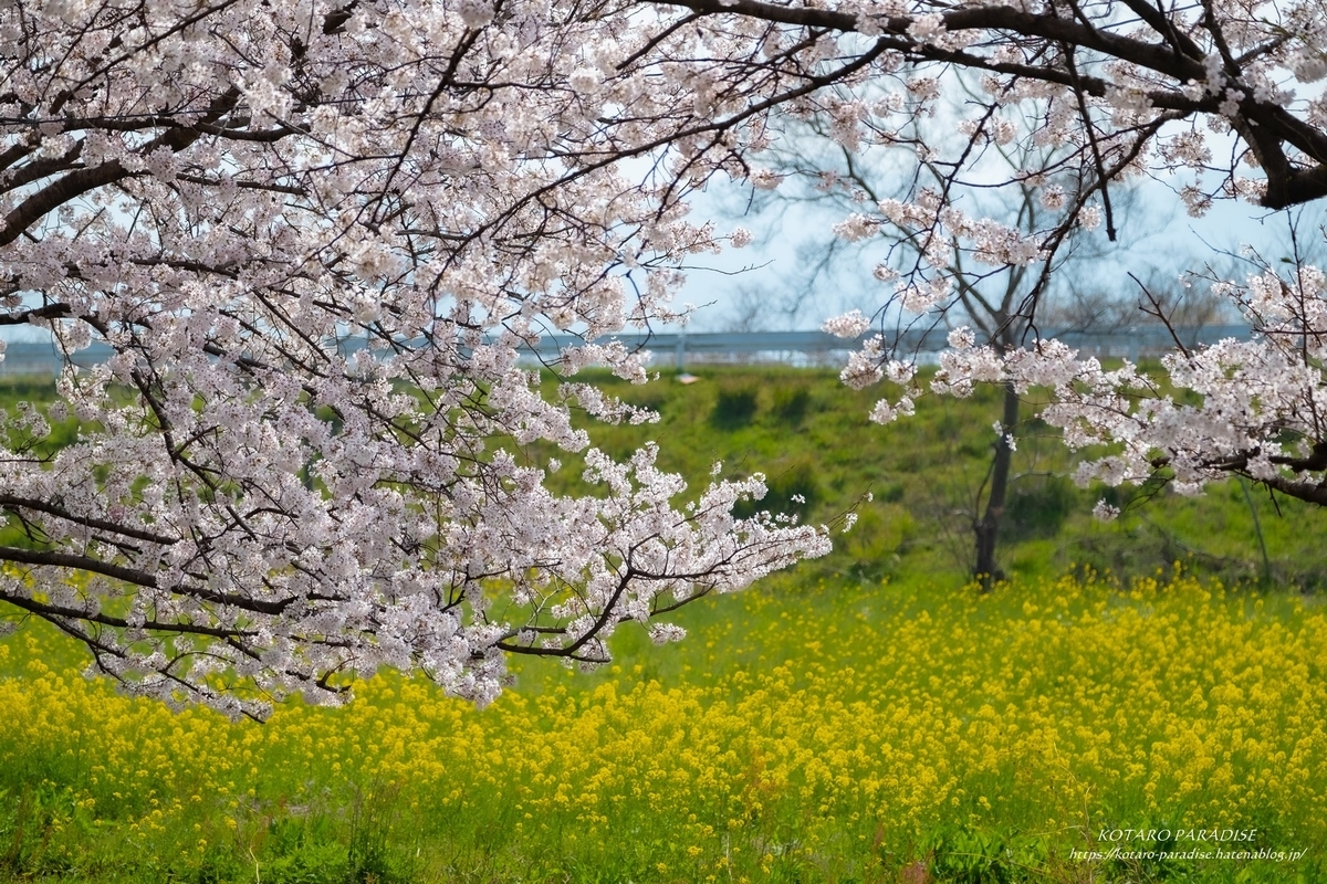 f:id:KOTARO-PARADISE:20220405104941j:plain