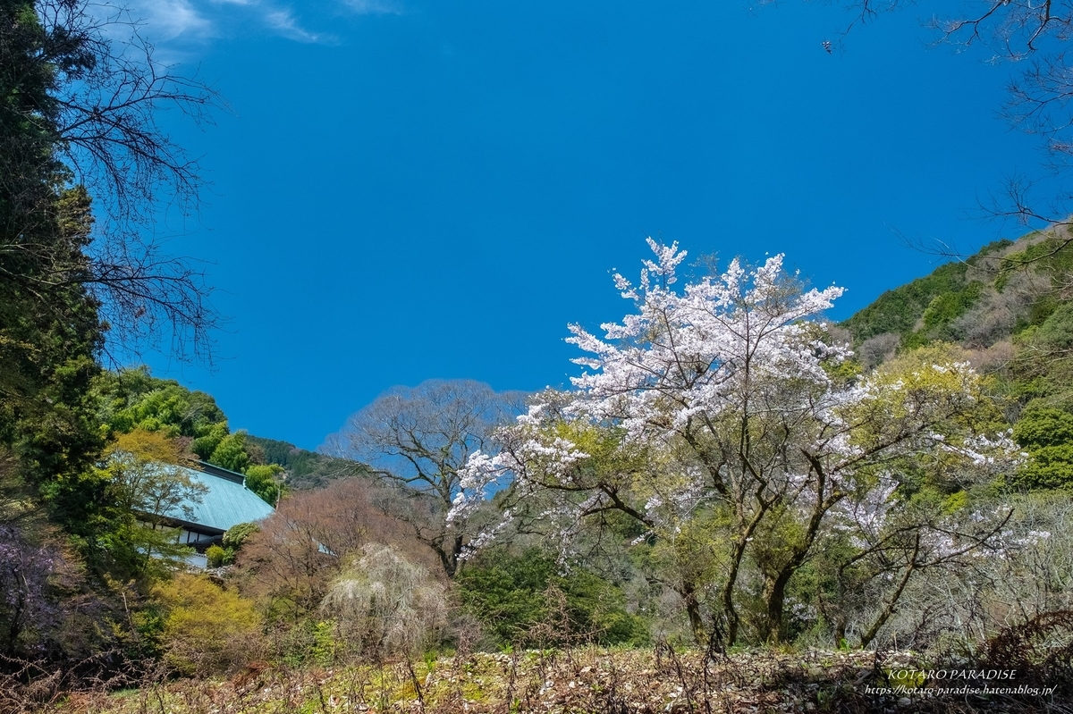 f:id:KOTARO-PARADISE:20220405105451j:plain