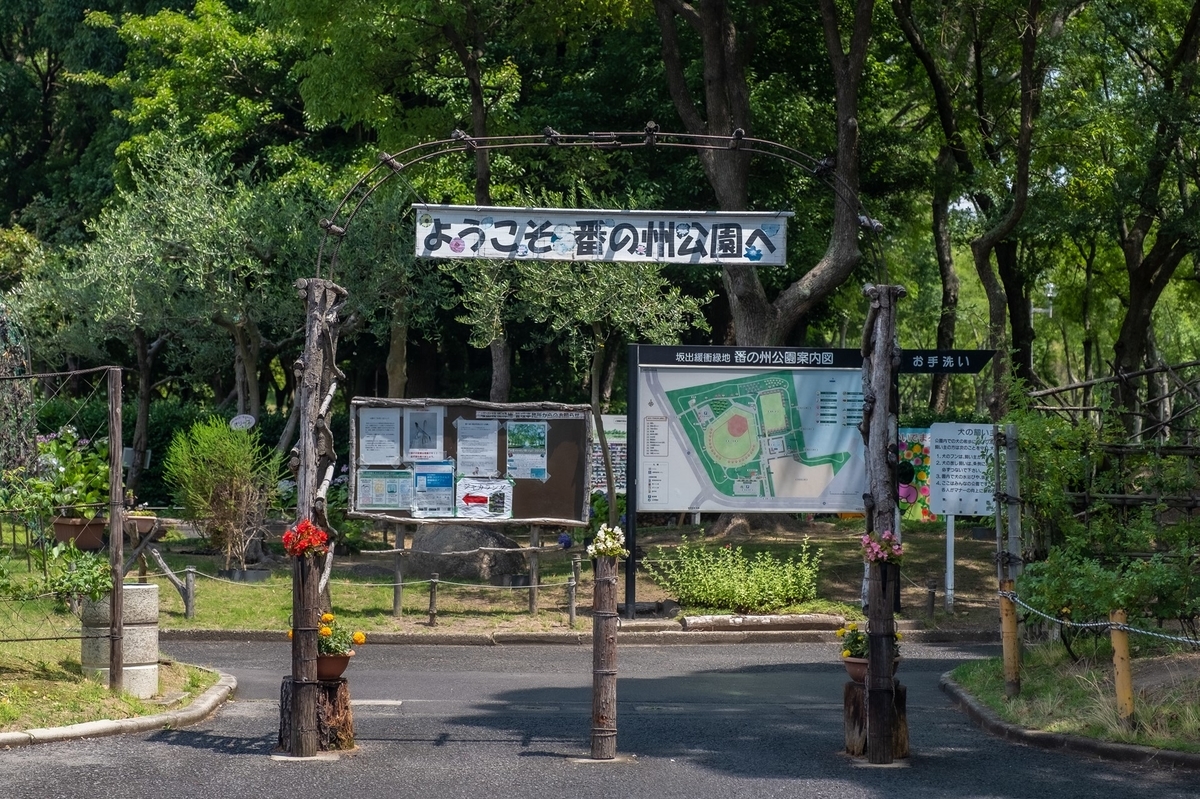 番の州公園のジャカランダの花 2022.6.26 - KOTARO-PARADISE