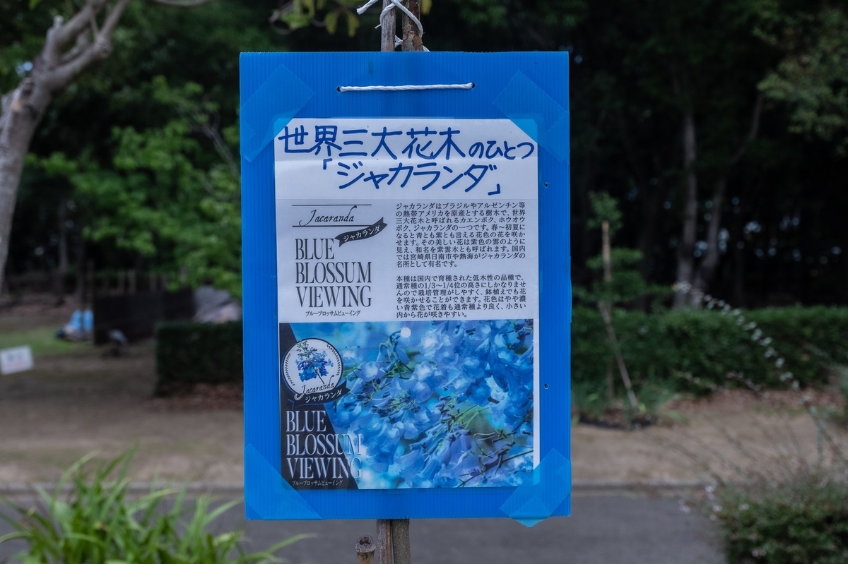 番の州公園のジャカランダの花 2022.6.26 - KOTARO-PARADISE