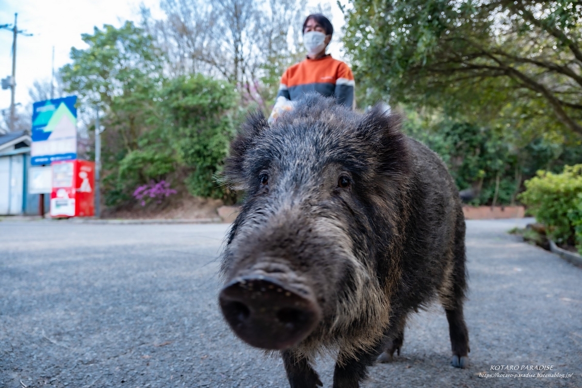 王子が岳・ニコニコ岩 2023.4.2 - KOTARO-PARADISE ・From Kochi Pref.