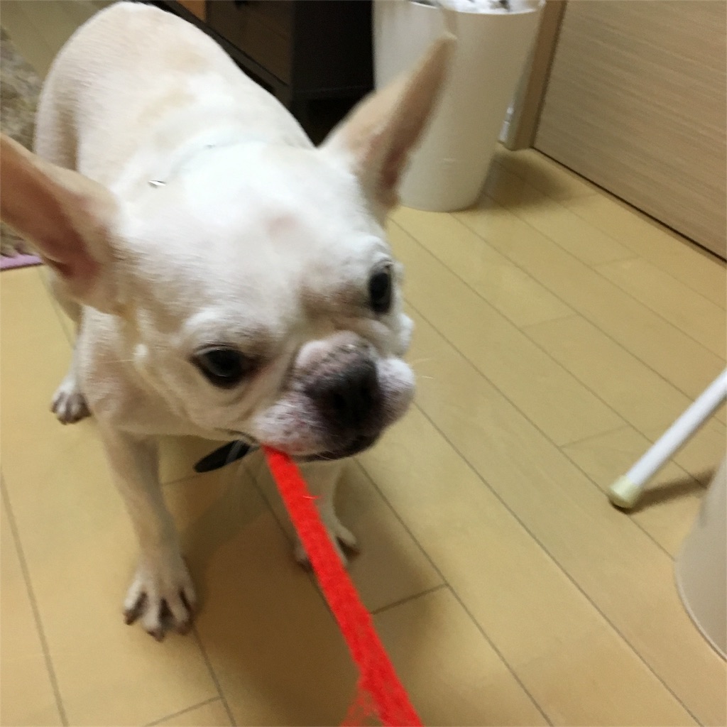 f:id:KOUBLOG:20170411004701j:image f:id:KOUBLOG:20170411004701j:image