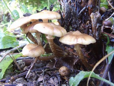 f:id:KOUMEMYLOVE4794:20210825175305j:plain