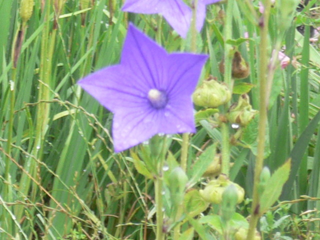 f:id:KS-2384ai:20190706023608j:plain f:id:KS-2384ai:20190706023608j:plain