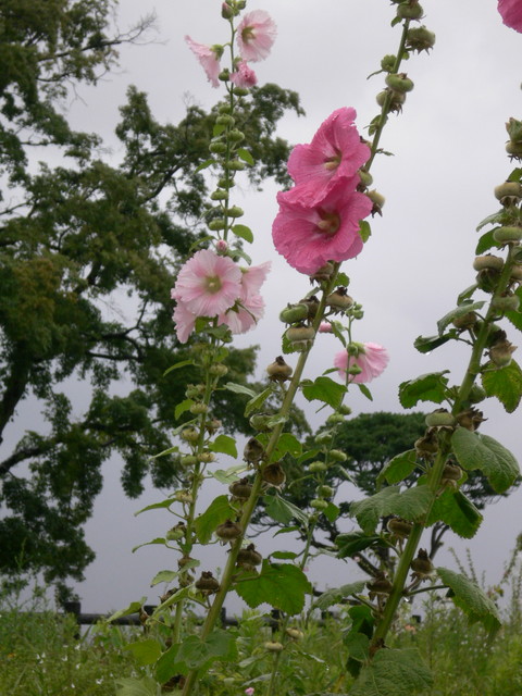 f:id:KS-2384ai:20190706023612j:plain f:id:KS-2384ai:20190706023612j:plain