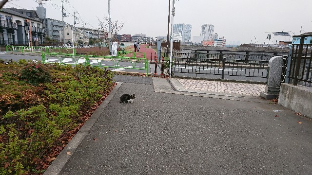 吉沢橋のお澄ましな猫 二子玉ゑ