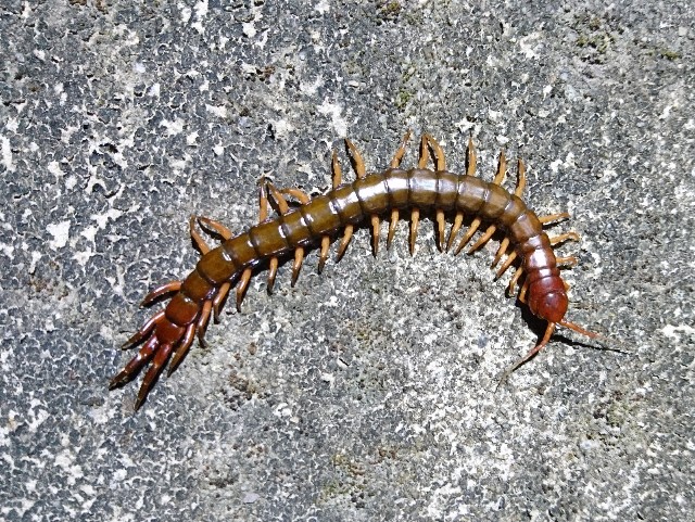 アカズムカデ 小さな島の生き物屋