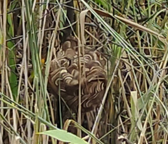 f:id:KUROMAKU59:20210813231137j:plain