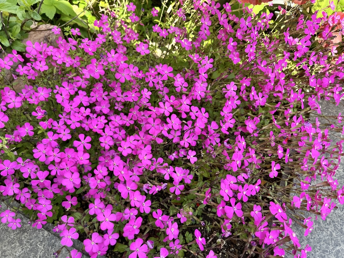 f:id:KY500402:20220408125814j:plain