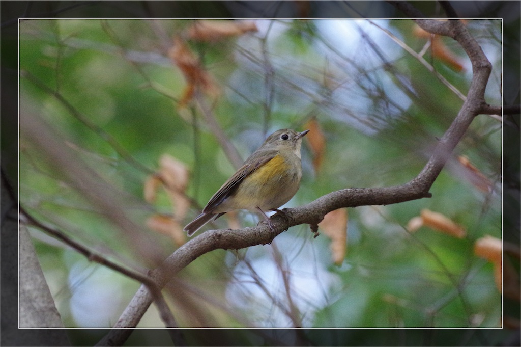 野鳥写真美術館 1702高尾山編 Kyoei鳥ブログ 野鳥写真美術館 1702高尾山編 Kyoei鳥ブログ