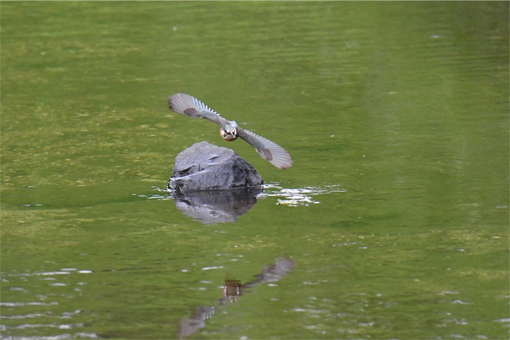 カワセミもかっこいい Kyoei鳥ブログ カワセミもかっこいい Kyoei鳥ブログ