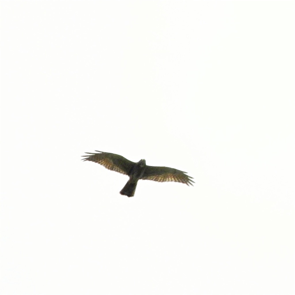 鷹柱出現 多磨霊園探鳥会 Kyoei鳥ブログ 鷹柱出現 多磨霊園探鳥会 Kyoei鳥ブログ