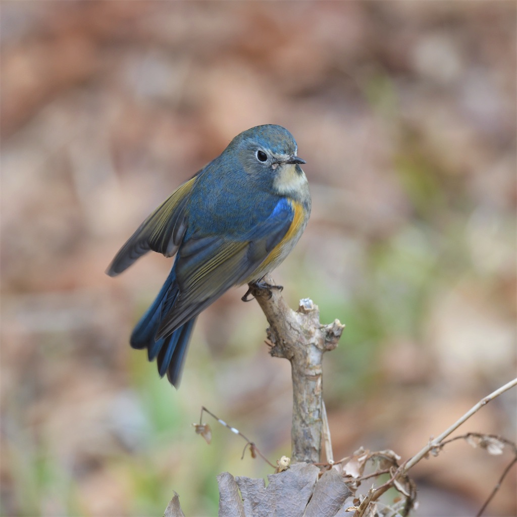 Kyoei鳥ブログ