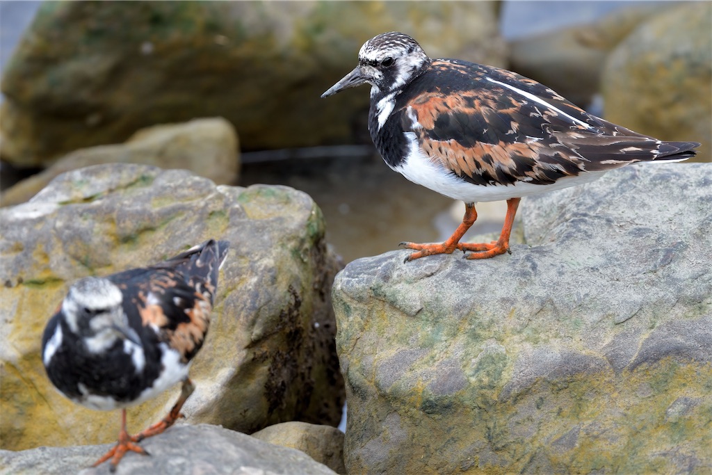 キョウジョシギははんなりしてはる Kyoei鳥ブログ