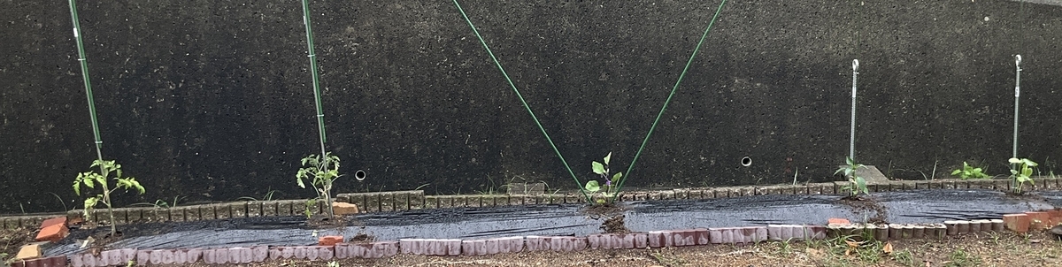 植え付けた苗の全景