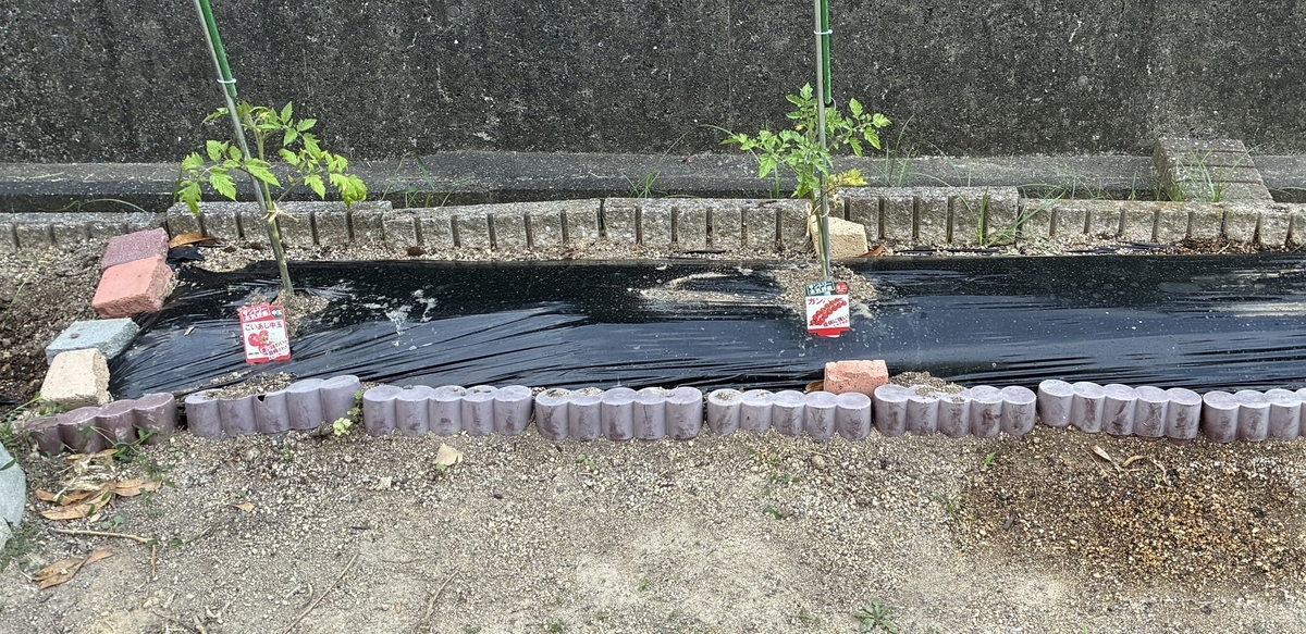 トマト_黒マルチあり