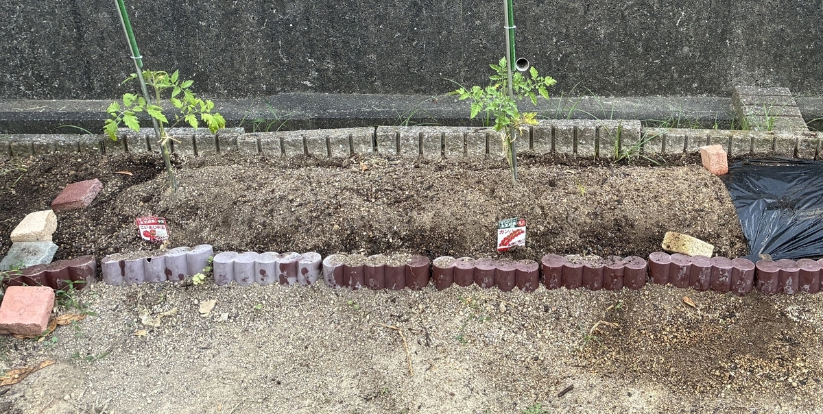 トマト_黒マルチなし