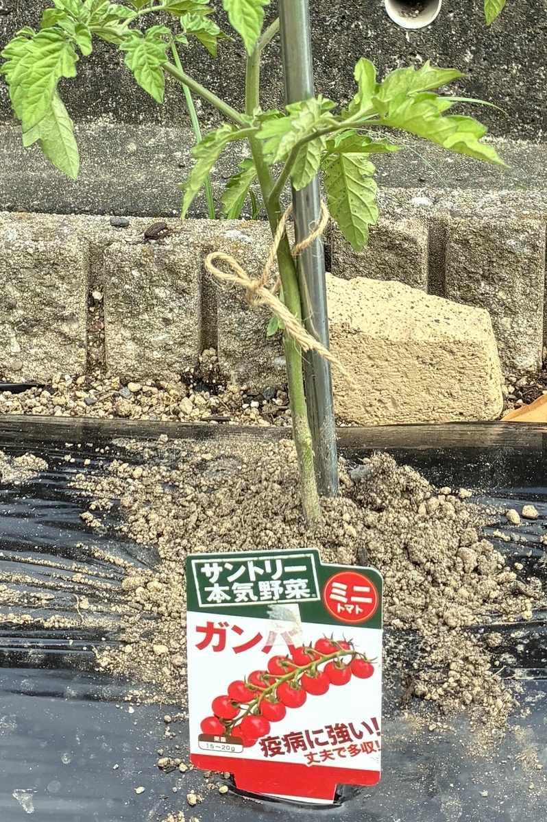 8の字結束
