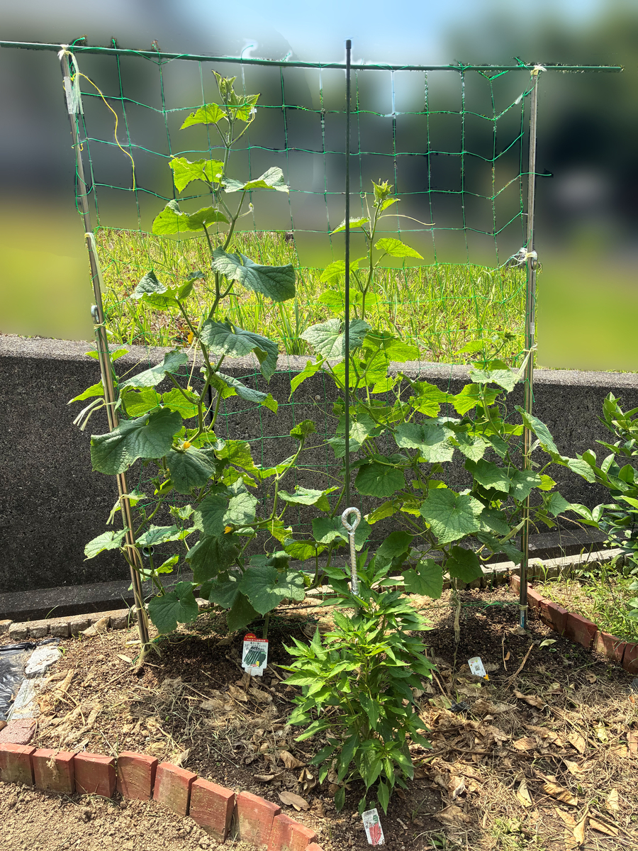 きゅうり、鷹の爪