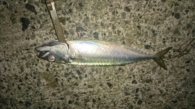 f:id:Kaede-Fishing:20170726090159j:image f:id:Kaede-Fishing:20170726090159j:image