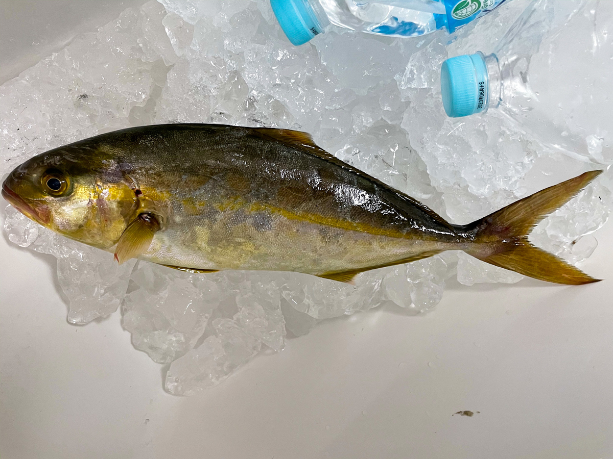 f:id:Kaede-Fishing:20210830183153j:plain
