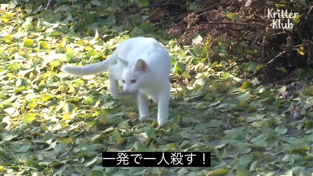 f:id:Kafka8698:20230228183841j:image