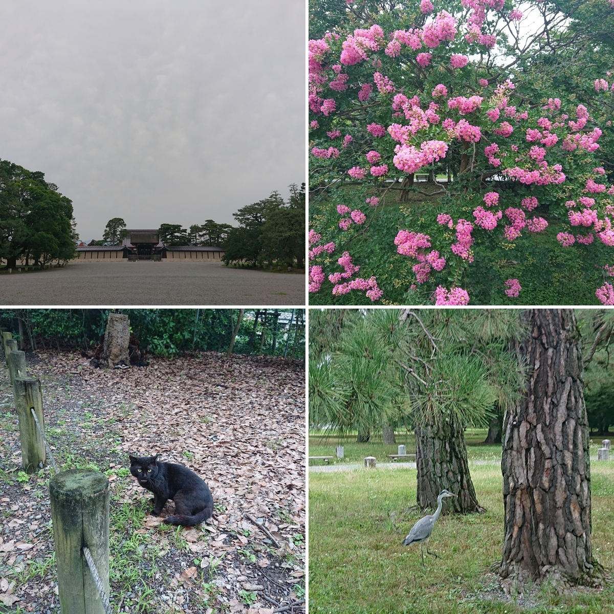 f:id:Kaimotu_Hatuji:20190720204029j:plain