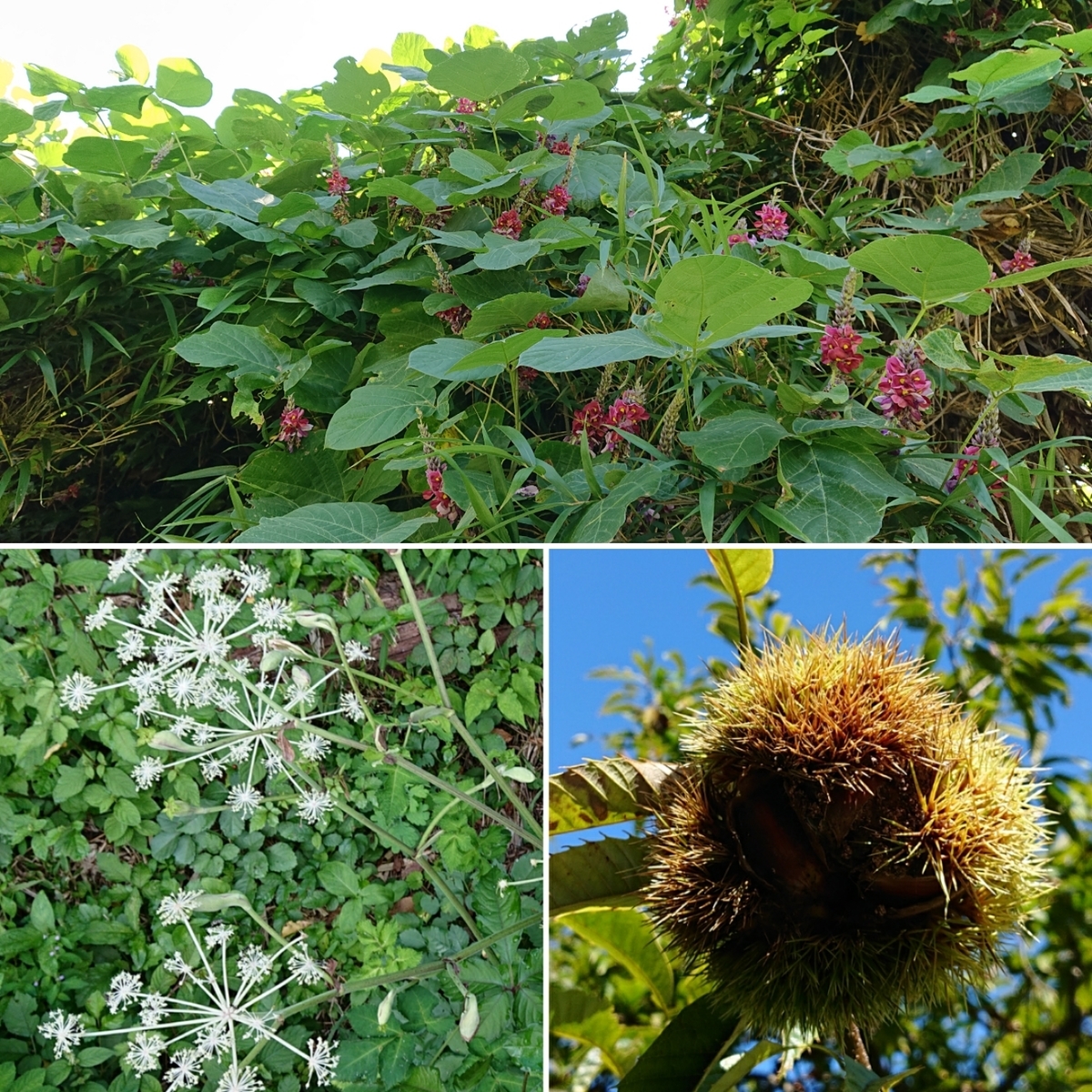 f:id:Kaimotu_Hatuji:20190909184908j:plain