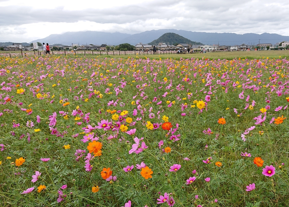 f:id:Kaimotu_Hatuji:20191013190904j:plain f:id:Kaimotu_Hatuji:20191013190904j:plain