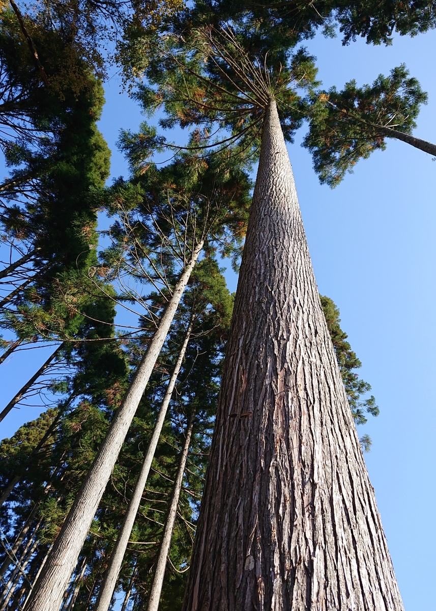 f:id:Kaimotu_Hatuji:20191117190822j:plain