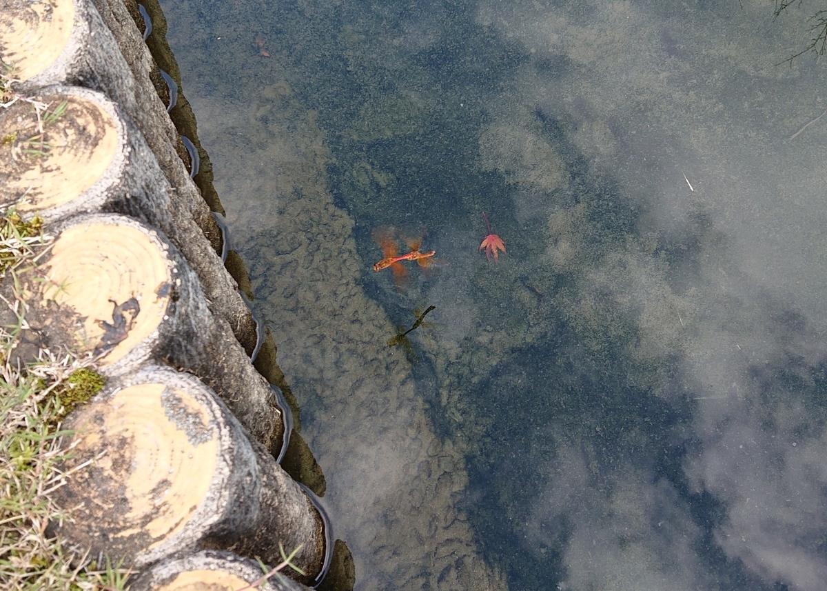 f:id:Kaimotu_Hatuji:20191124141232j:plain