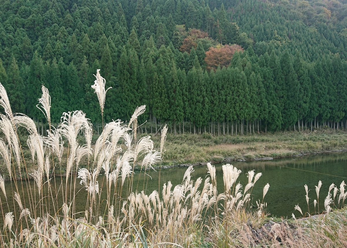 f:id:Kaimotu_Hatuji:20191124141320j:plain