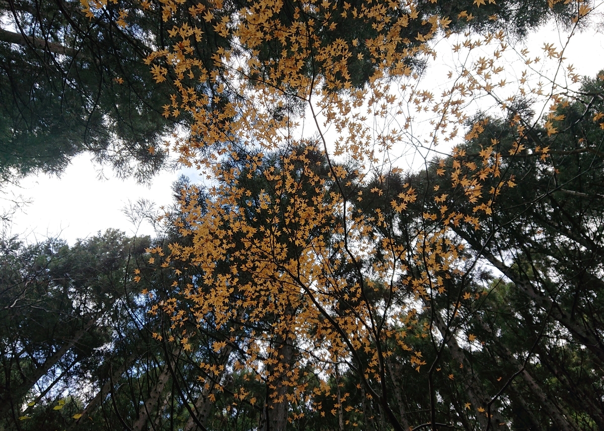 f:id:Kaimotu_Hatuji:20191201141538j:plain