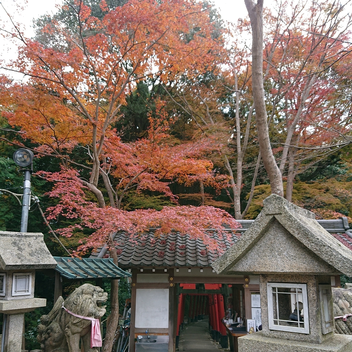 f:id:Kaimotu_Hatuji:20191208195603j:plain