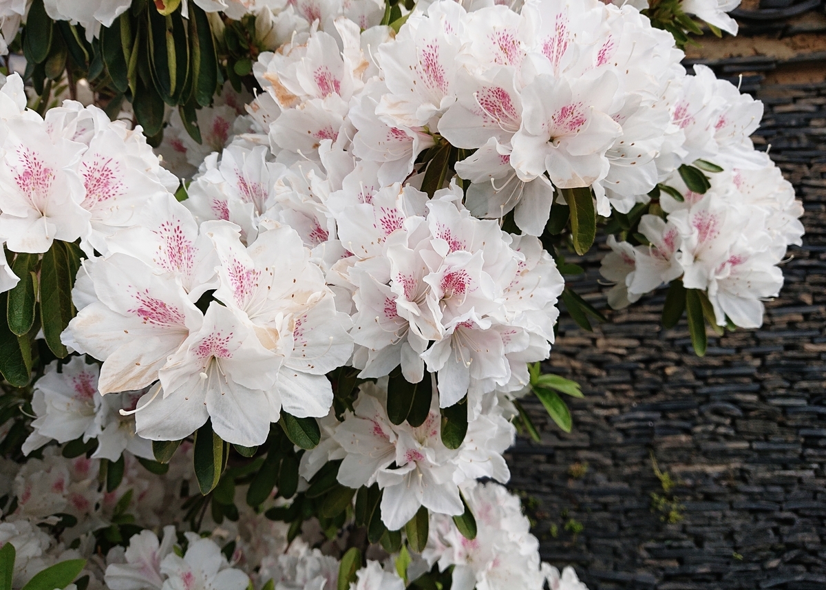 f:id:Kaimotu_Hatuji:20200410194231j:plain