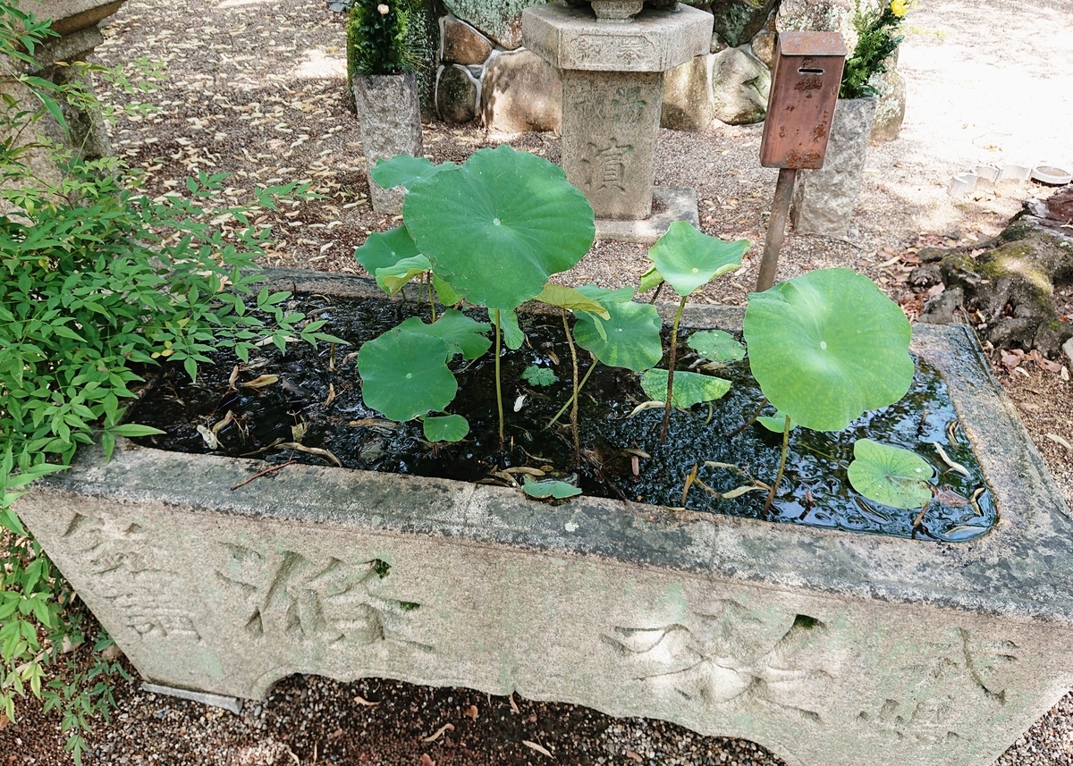 f:id:Kaimotu_Hatuji:20200624152750j:plain
