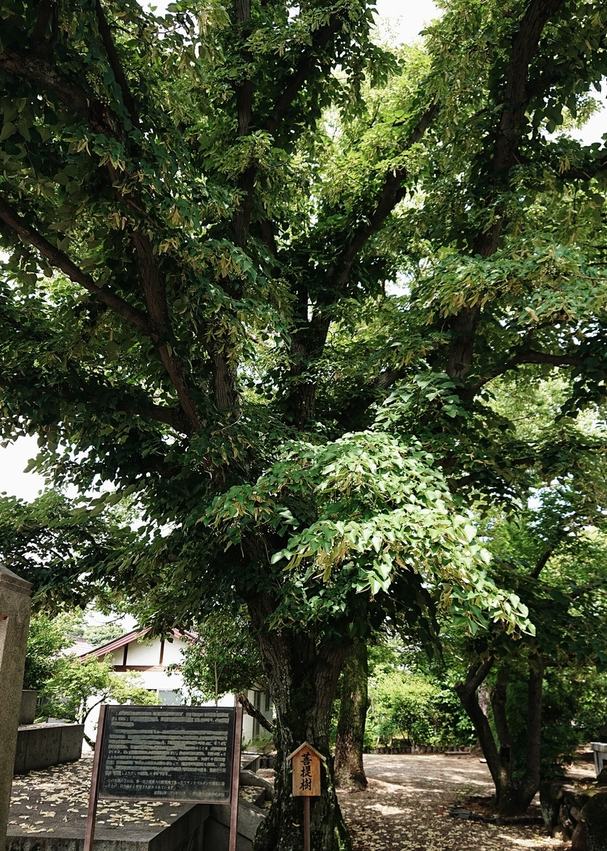 f:id:Kaimotu_Hatuji:20200624152852j:plain