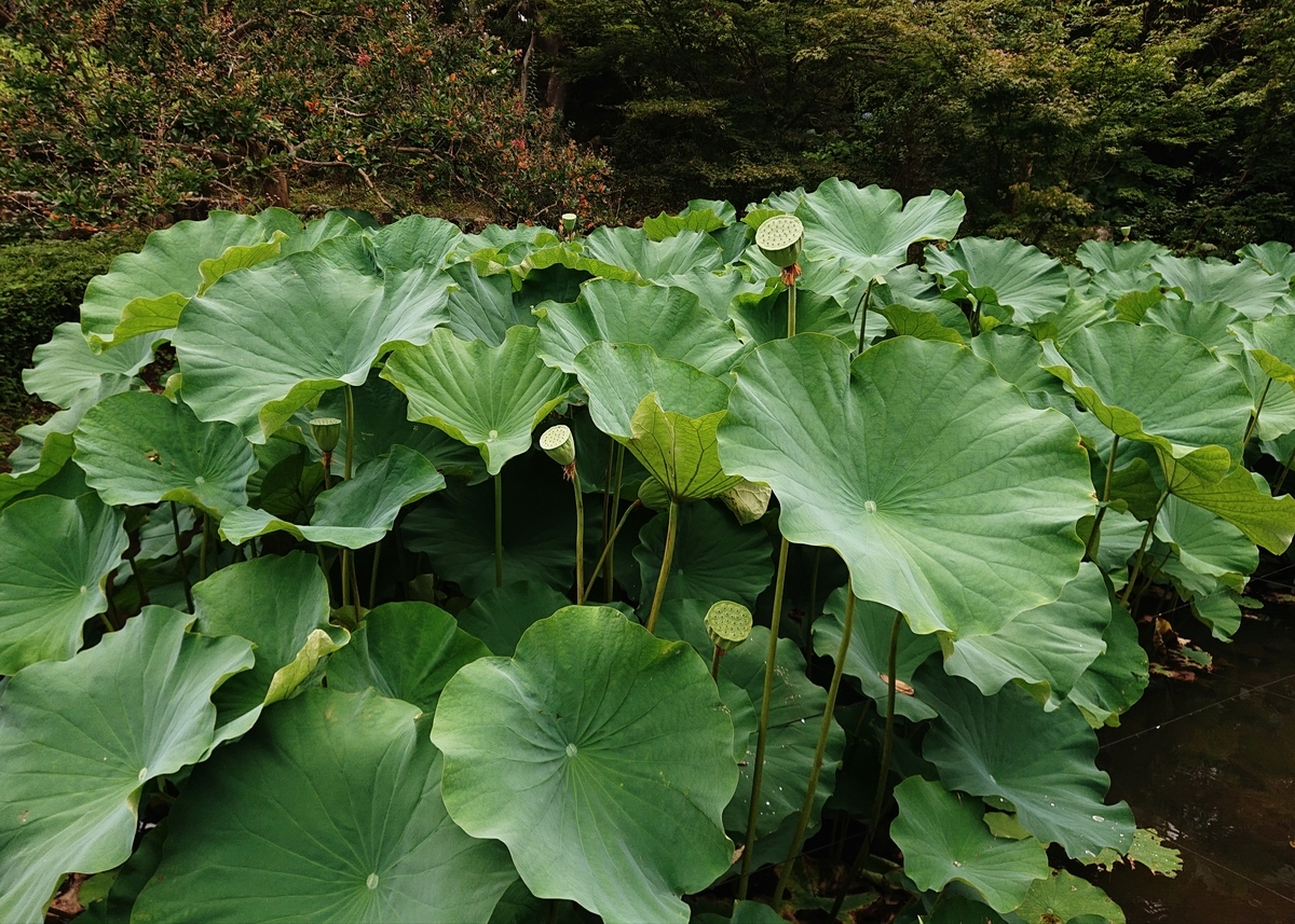 f:id:Kaimotu_Hatuji:20200724173354j:plain