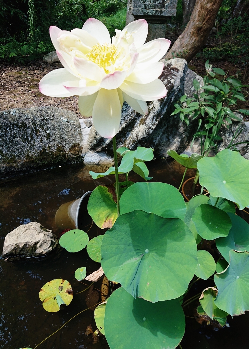 f:id:Kaimotu_Hatuji:20200801162305j:plain