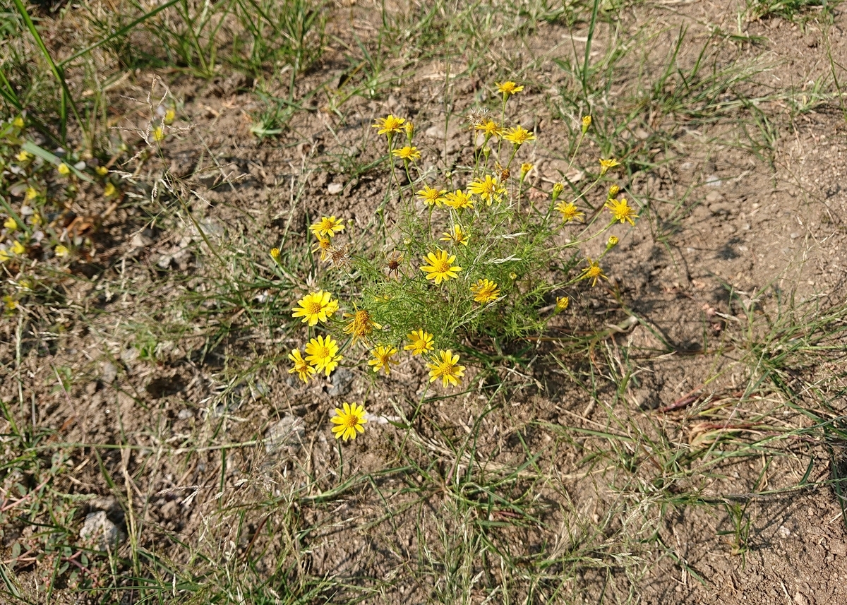 f:id:Kaimotu_Hatuji:20200823101753j:plain