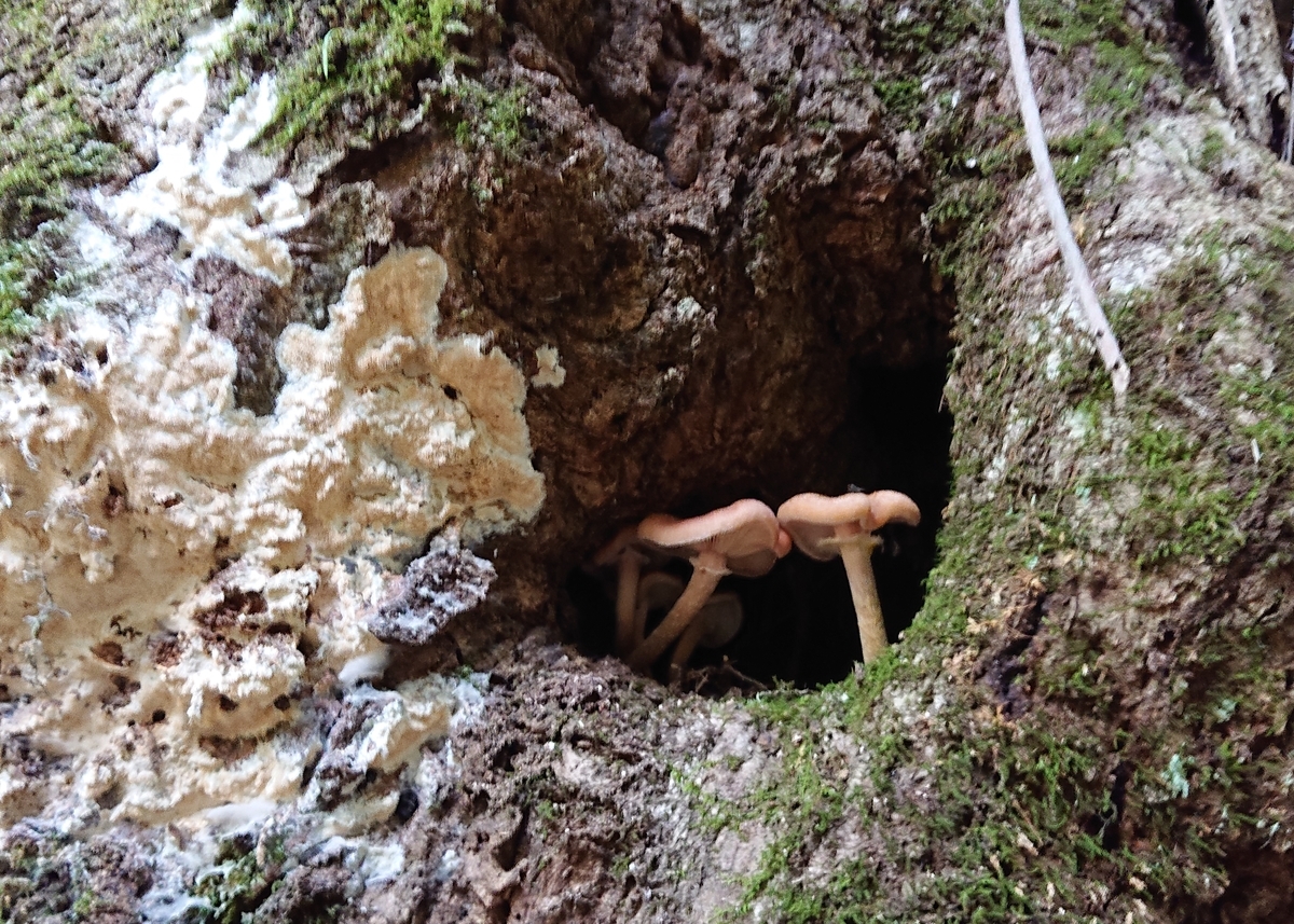 f:id:Kaimotu_Hatuji:20201003172954j:plain